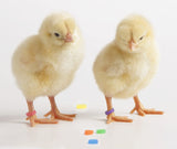 Élastique d'identification