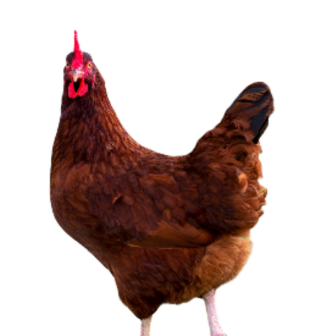 Poule Rhode island red - 11 avril 2024
