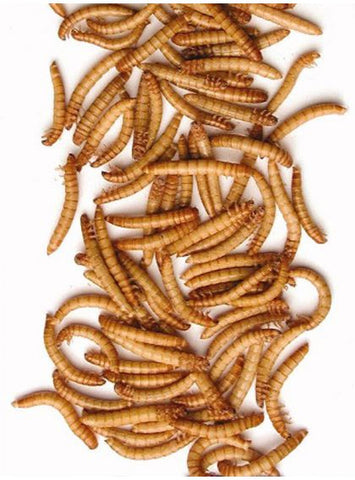 Vers de farine séchées - magasin